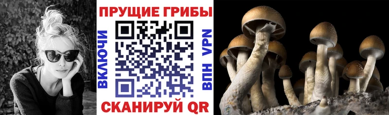 Галлюциногенные грибы Cubensis Ладушкин